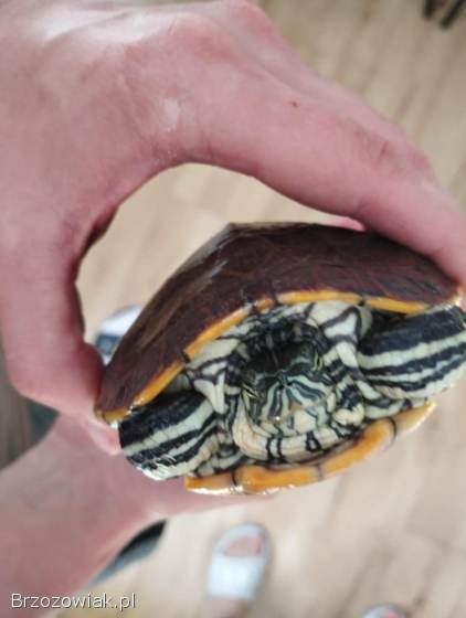 Żółw wodno lądowy