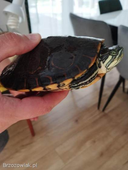 Żółw wodno lądowy