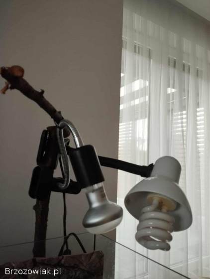 Żółw wodno lądowy