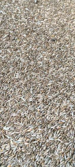 Żyto Dańkowskie tegoroczne