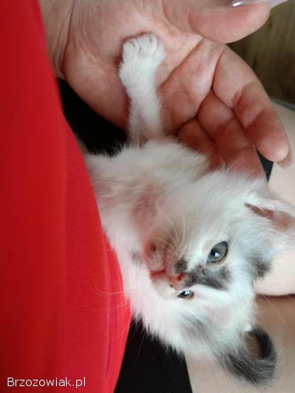 Oddam 6 kotków w dobre ręce puszyste