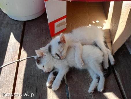 Oddam 6 kotków w dobre ręce puszyste