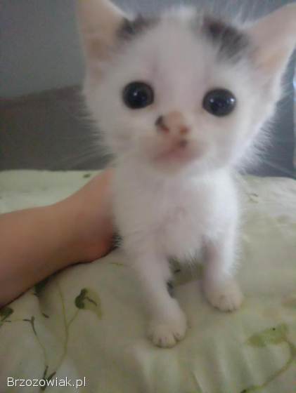 Oddam 6 kotków w dobre ręce puszyste