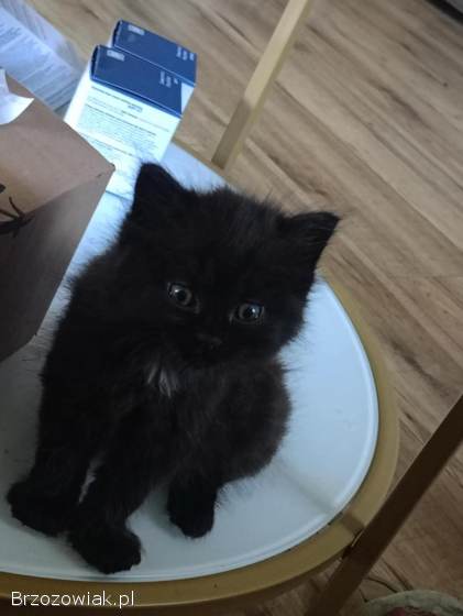 Oddam 6 kotków w dobre ręce puszyste