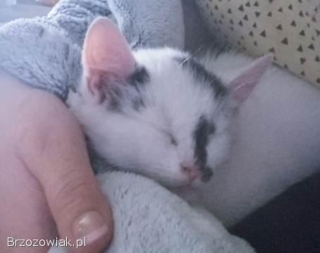 Oddam 6 kotków w dobre ręce puszyste