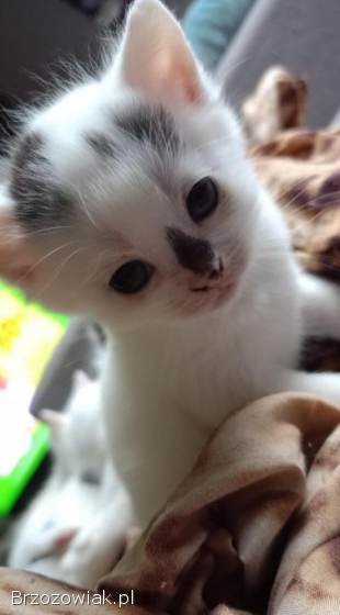 Oddam 6 kotków w dobre ręce puszyste