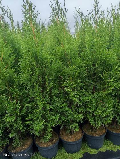 Tuja szmaragd,  rośliny