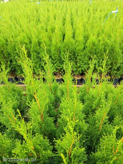 Tuja szmaragd,  rośliny