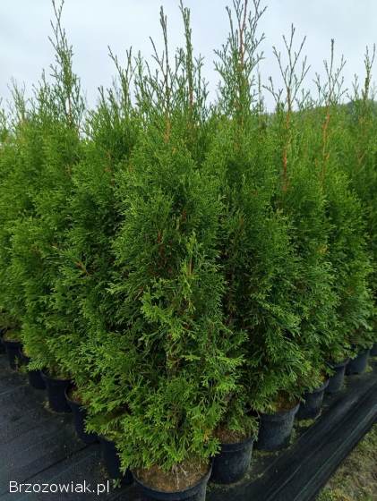Tuja szmaragd,  rośliny
