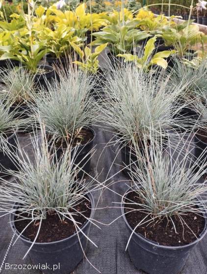 Kostrzewa sina,  trawy,  krzewy ozdobne,  rośliny