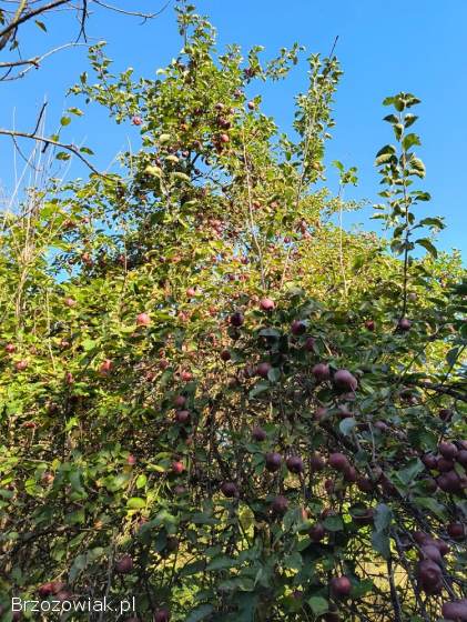 Szukam jabłek spadów
