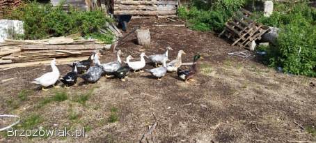 Kaczki,  kaczory francuskie
