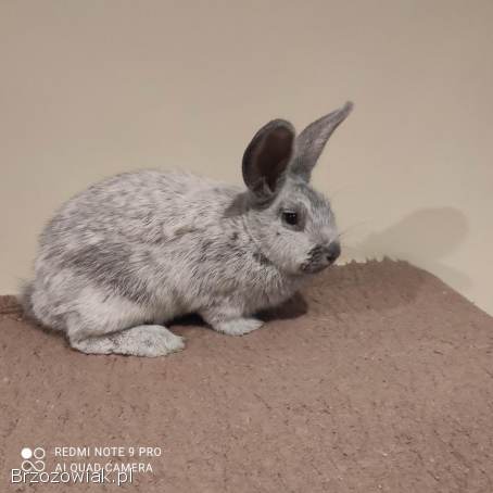 Sprzedam króliki rasy wielki jasnosrebrzysty