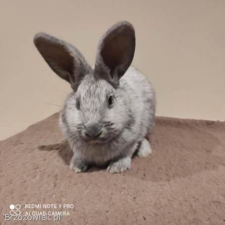 Sprzedam króliki rasy wielki jasnosrebrzysty