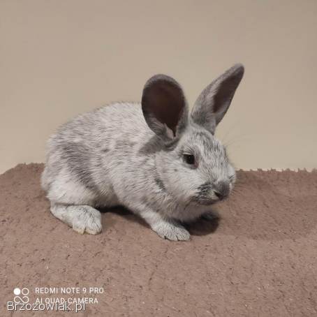 Sprzedam króliki rasy wielki jasnosrebrzysty