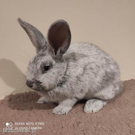 Sprzedam króliki rasy wielki jasnosrebrzysty