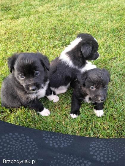 Oddam śliczne szczeniaczki