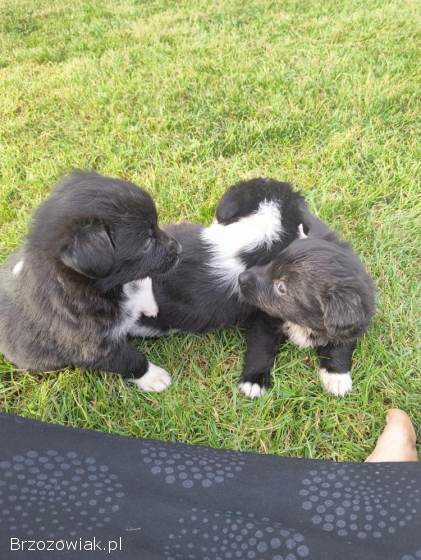 Oddam śliczne szczeniaczki