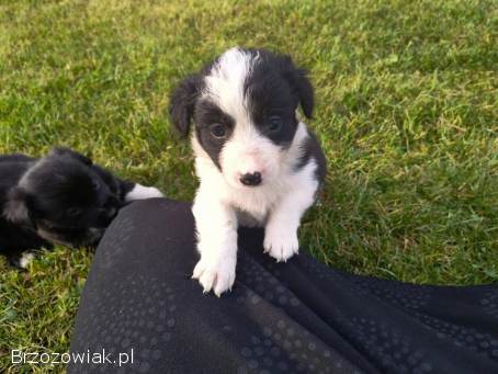 Oddam śliczne szczeniaczki