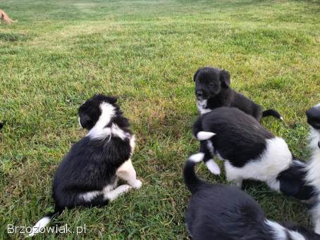 Oddam śliczne szczeniaczki