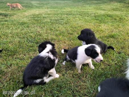 Oddam śliczne szczeniaczki