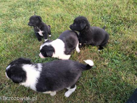 Oddam śliczne szczeniaczki