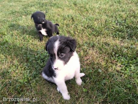 Oddam śliczne szczeniaczki
