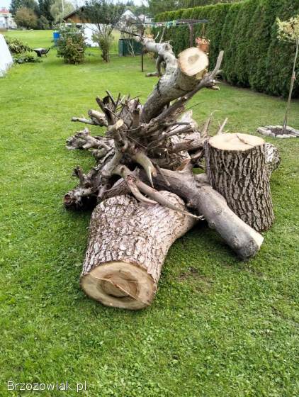 Sprzedam drewno orzecha.