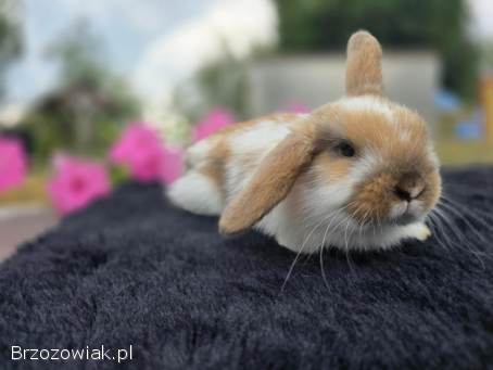 Króliki mini lopy