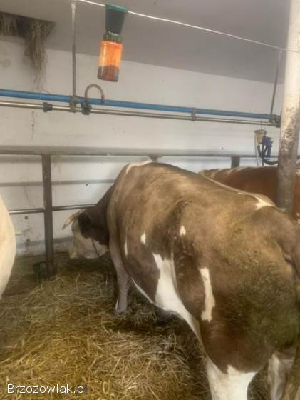 Sprzedam krowę