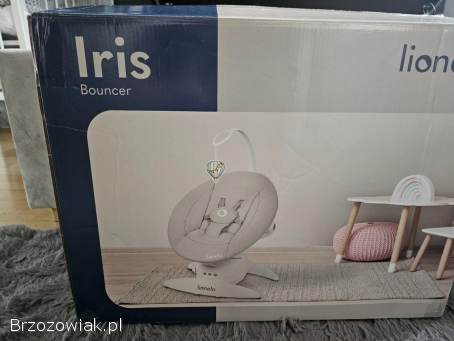 Sprzedam bujaczek Lionelo Iris