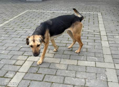 Młoda suczka błąka się w Domaradzu