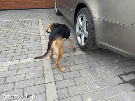 Młoda suczka błąka się w Domaradzu