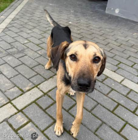 Młoda suczka błąka się w Domaradzu