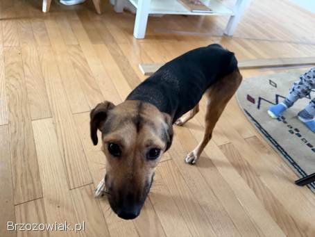 Młoda suczka błąka się w Domaradzu