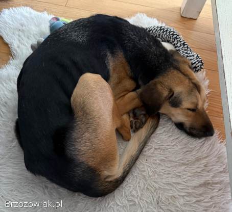 Młoda suczka błąka się w Domaradzu