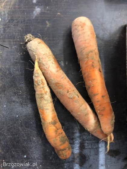 Marchew,  ziemniaki,  cebula,  pietruszka,  buraki