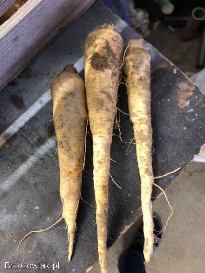 Marchew,  ziemniaki,  cebula,  pietruszka,  buraki