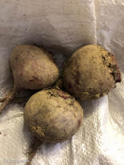 Marchew,  ziemniaki,  cebula,  pietruszka,  buraki