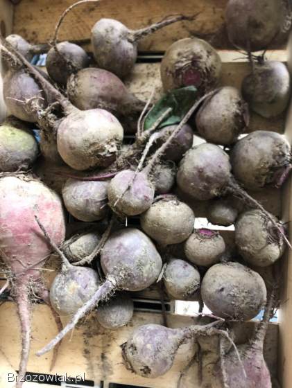 Marchew,  ziemniaki,  cebula,  pietruszka,  buraki