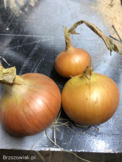 Marchew,  ziemniaki,  cebula,  pietruszka,  buraki