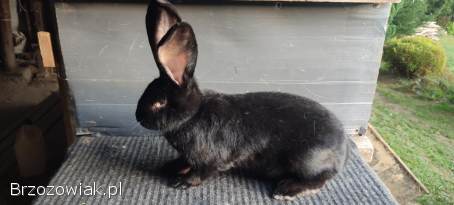 Sprzedam króliki Belg olbrzym
