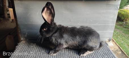 Sprzedam samica Belg olbrzym