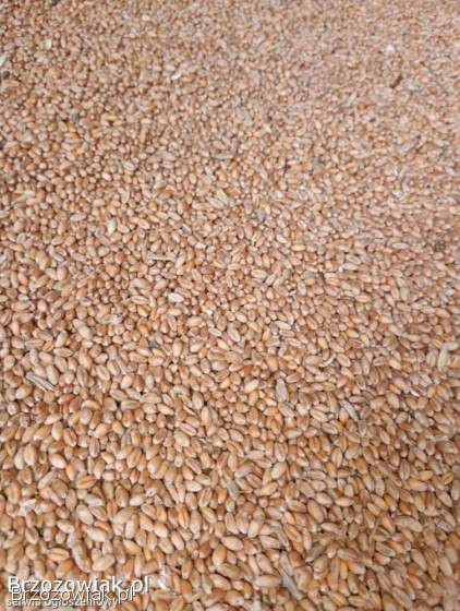 Siano/Słoma/Pszenica/Owies/Negocjacja/Transport!