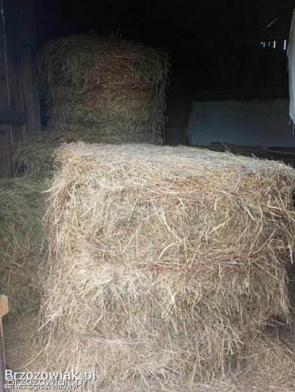 Siano/Słoma/Pszenica/Owies/Negocjacja/Transport!