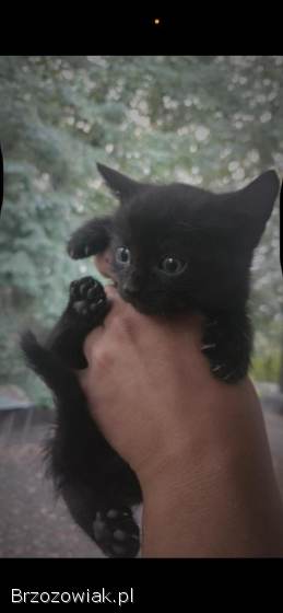 Oddam małe koty w dobre ręce