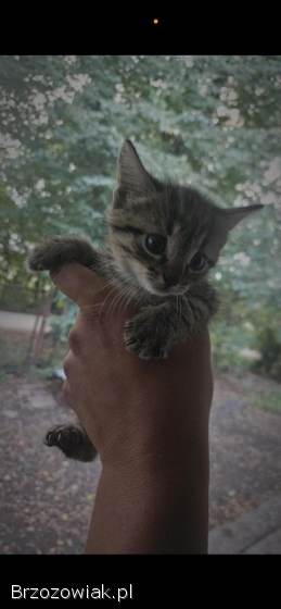 Oddam małe koty w dobre ręce