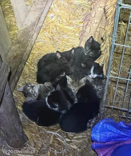 Oddam małe koty w dobre ręce