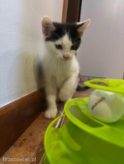 Oddam pięknego kotka!  ❤️❤️