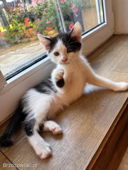 Oddam pięknego kotka!  ❤️❤️